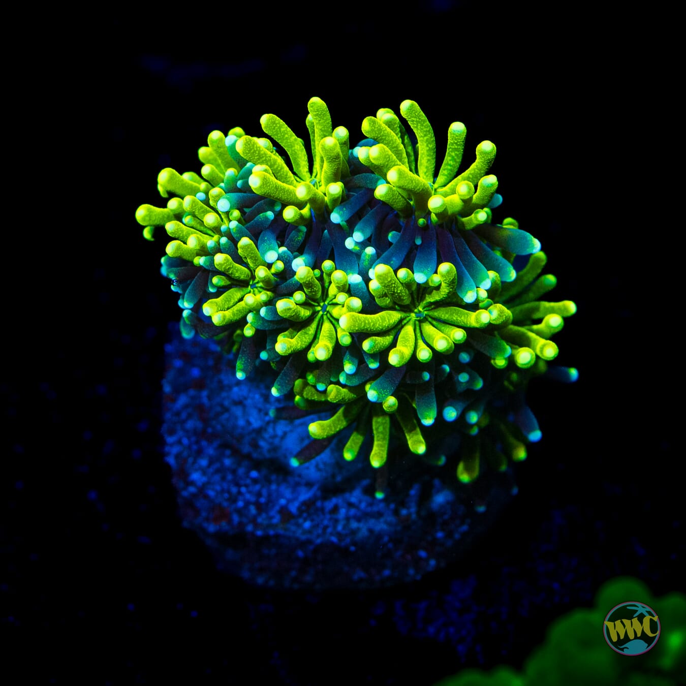 WWC Lemonade Galaxea