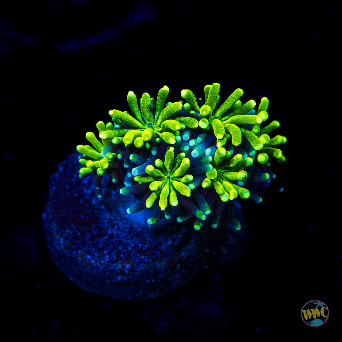 WWC Lemonade Galaxea