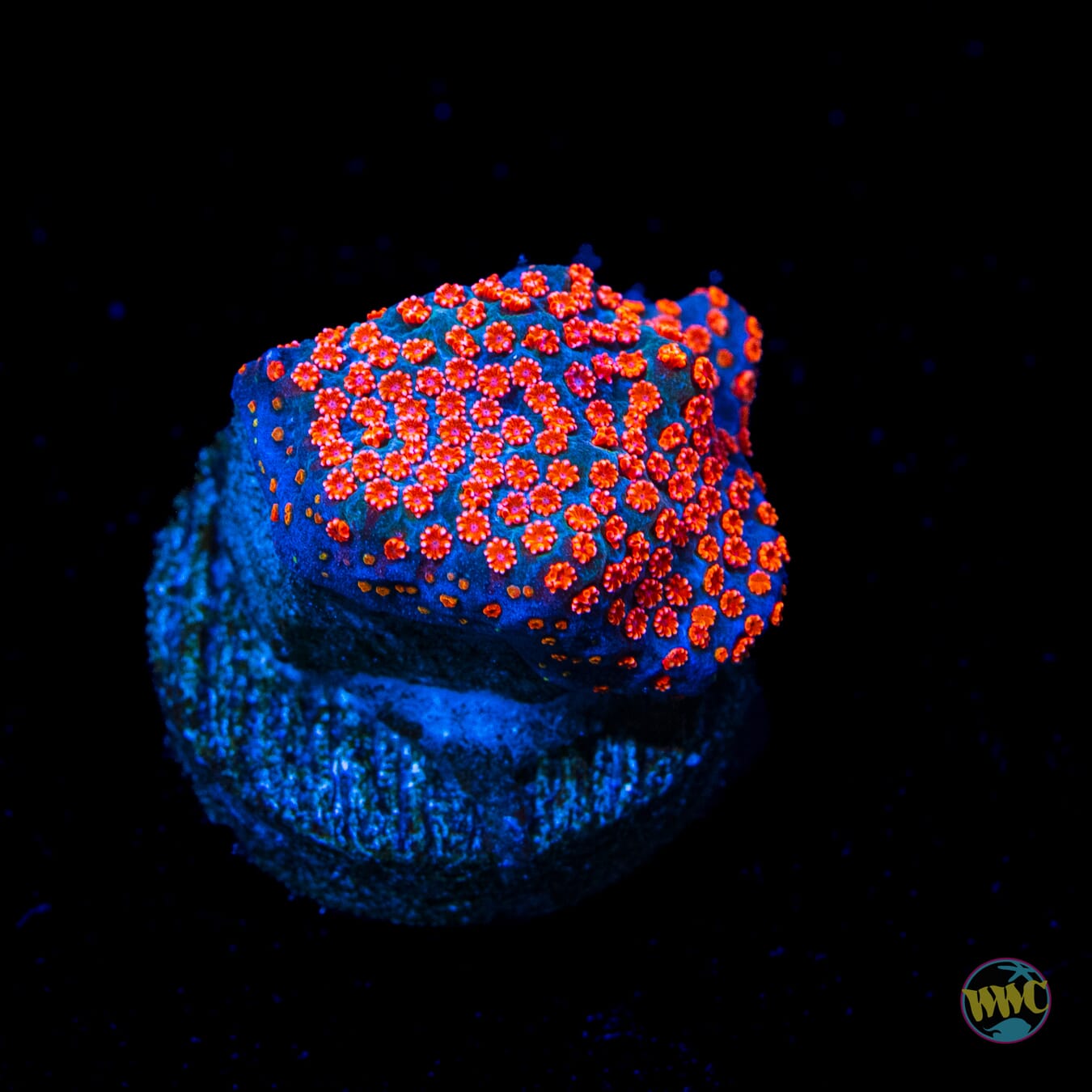 Jason Fox Dizzy Spell Montipora