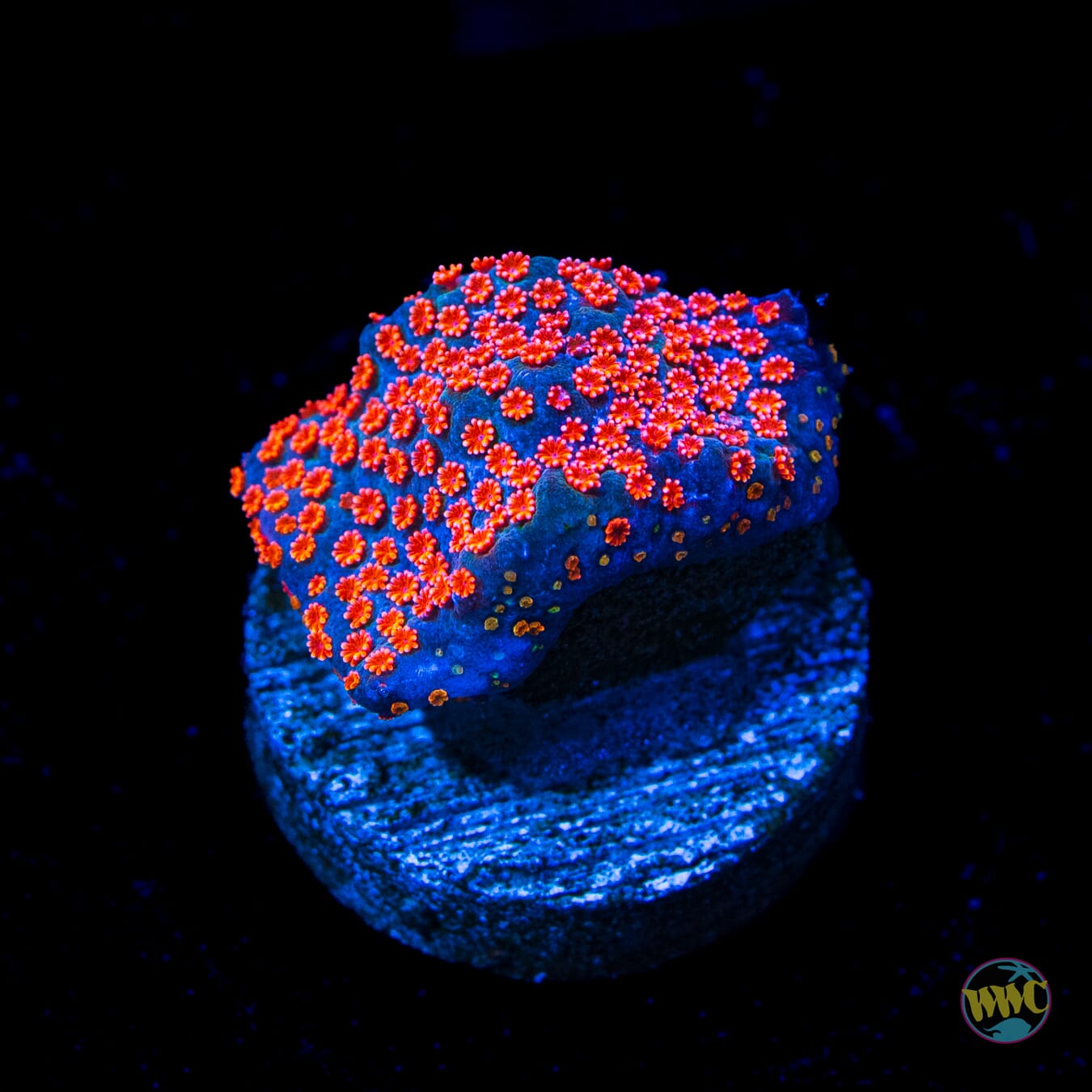 Jason Fox Dizzy Spell Montipora