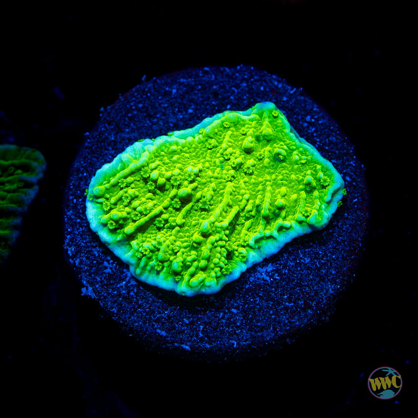 WWC Spearmint Montipora