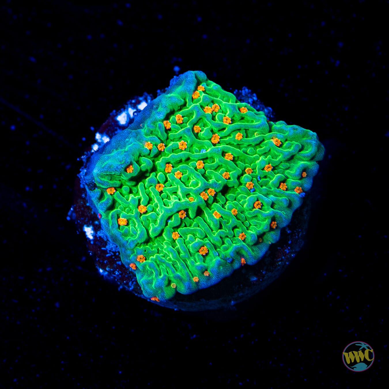 Tequila Sunrise Montipora