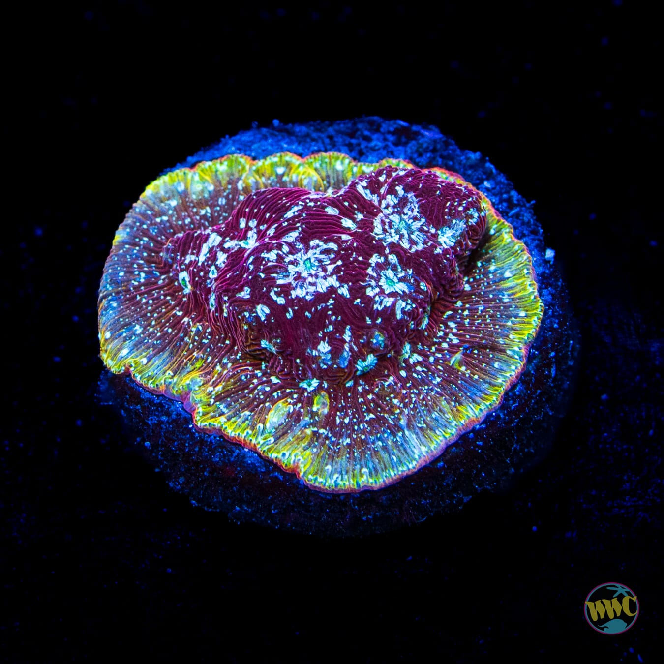 WWC Jester Leptoseris