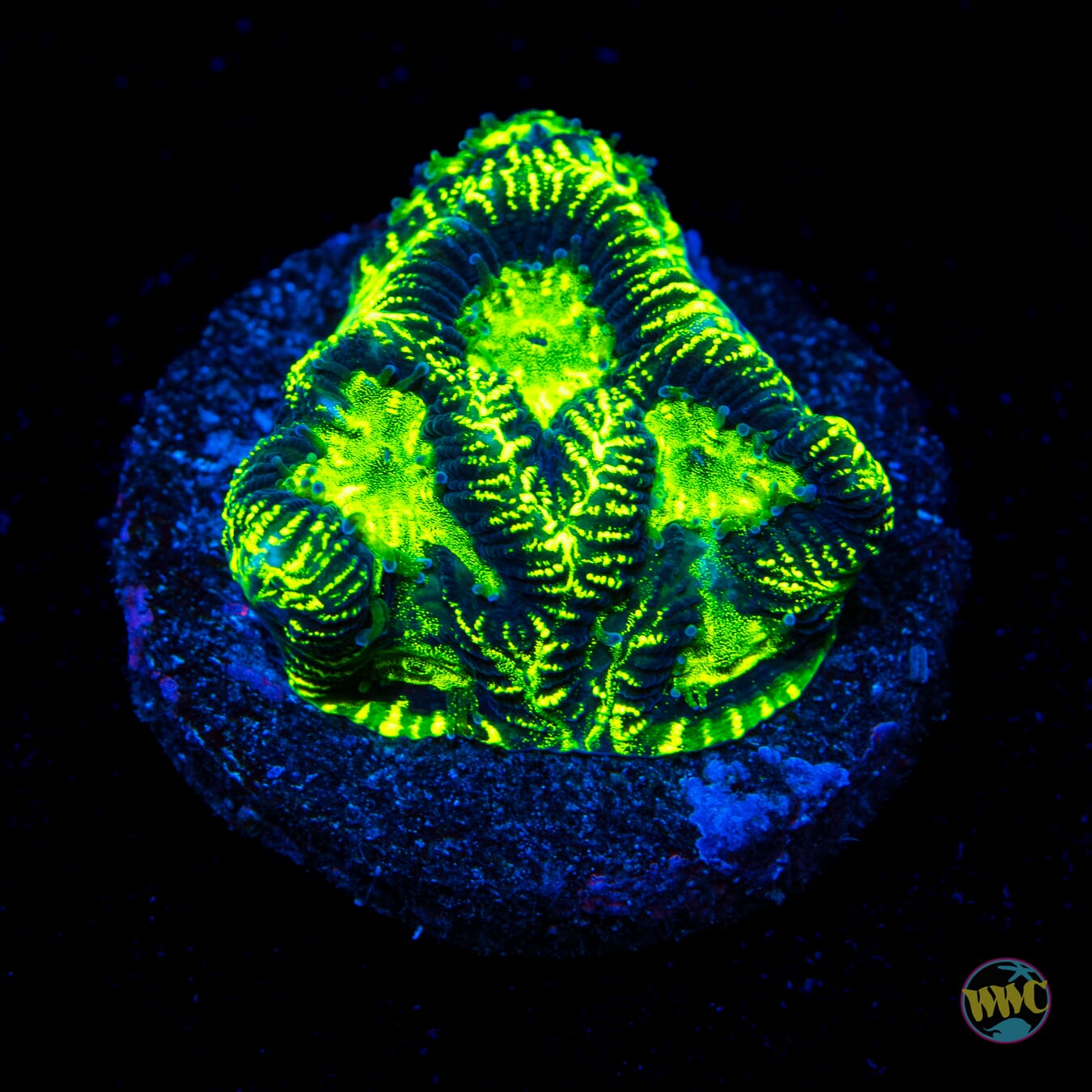 WWC Electroshock Platygyra