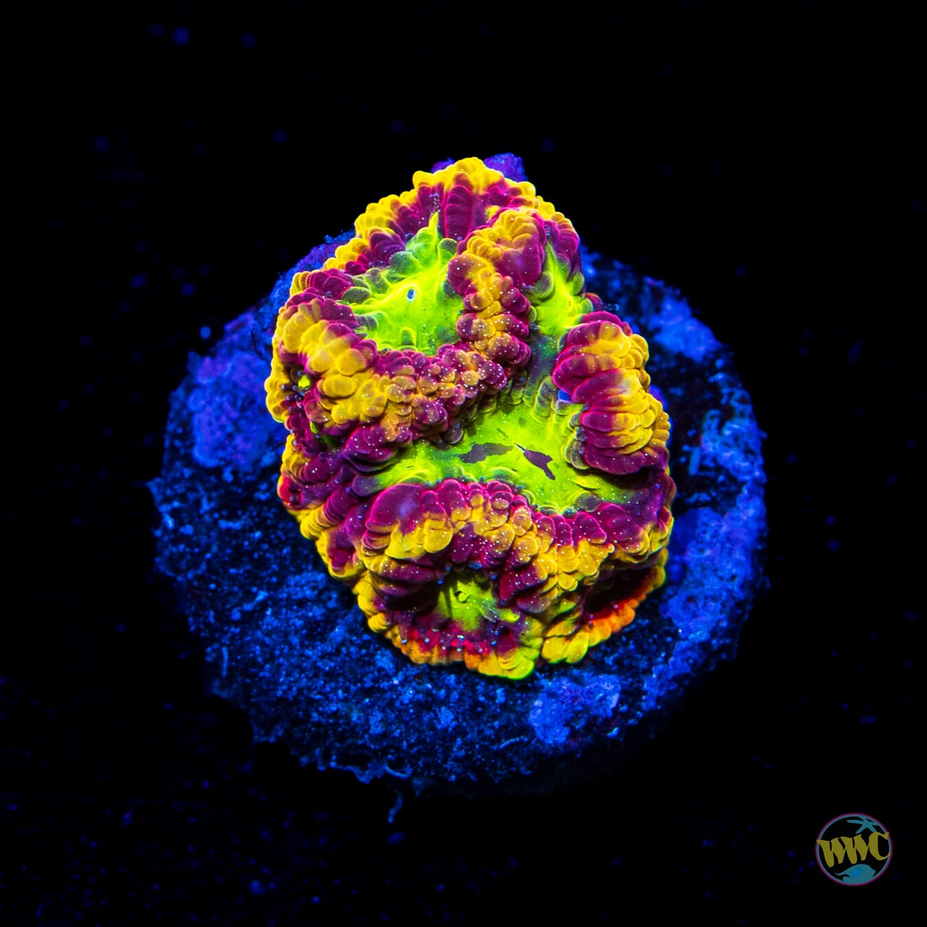 WWC Blood Diamond Favites