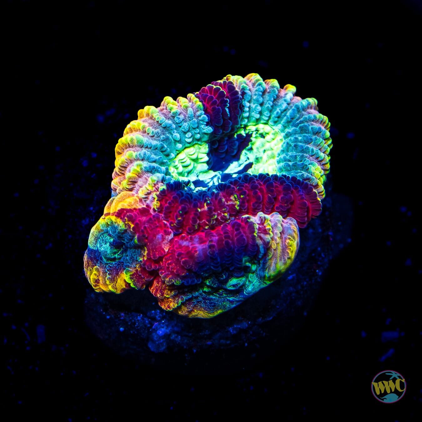 Yellow Submarine Favia