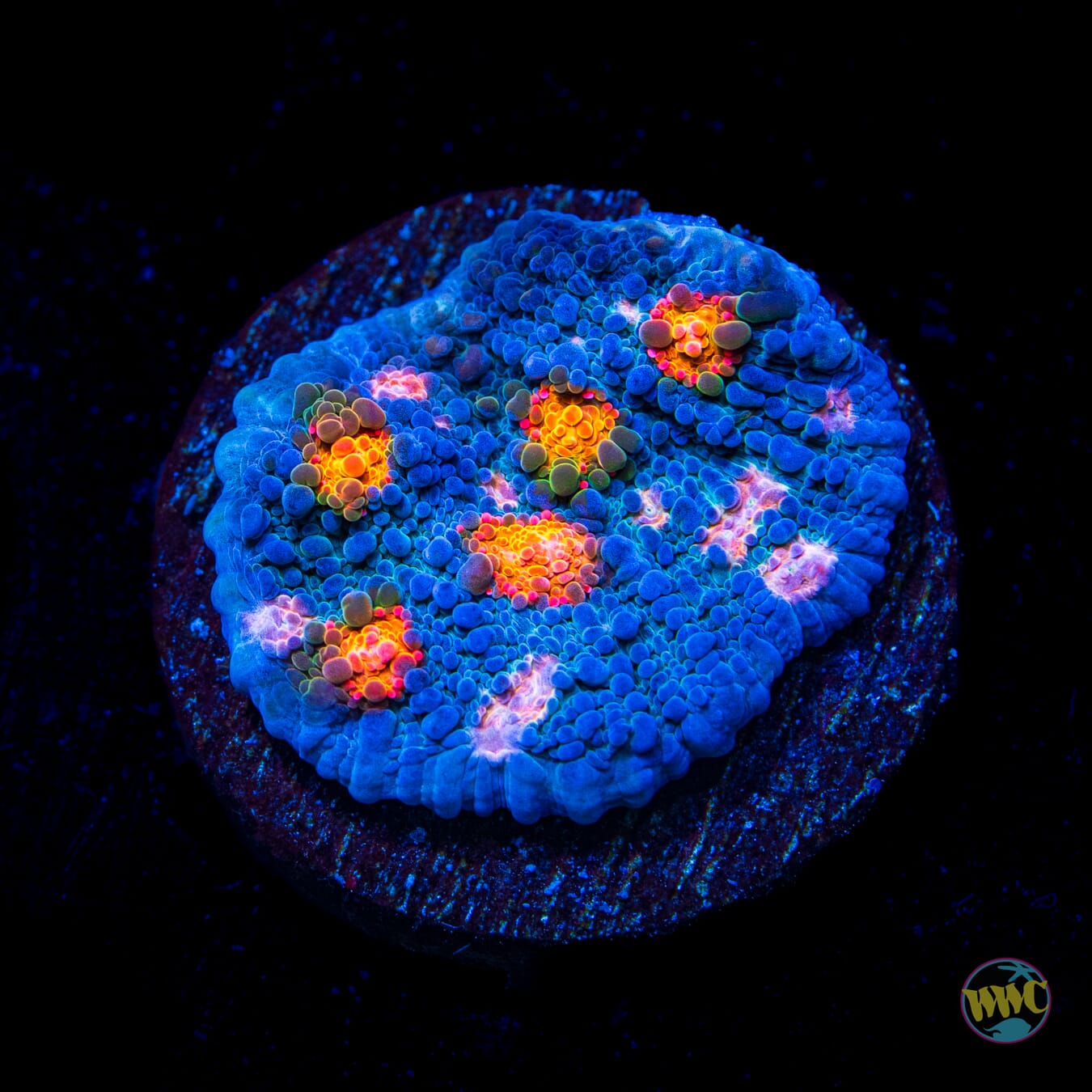 WWC Boogie Man Chalice