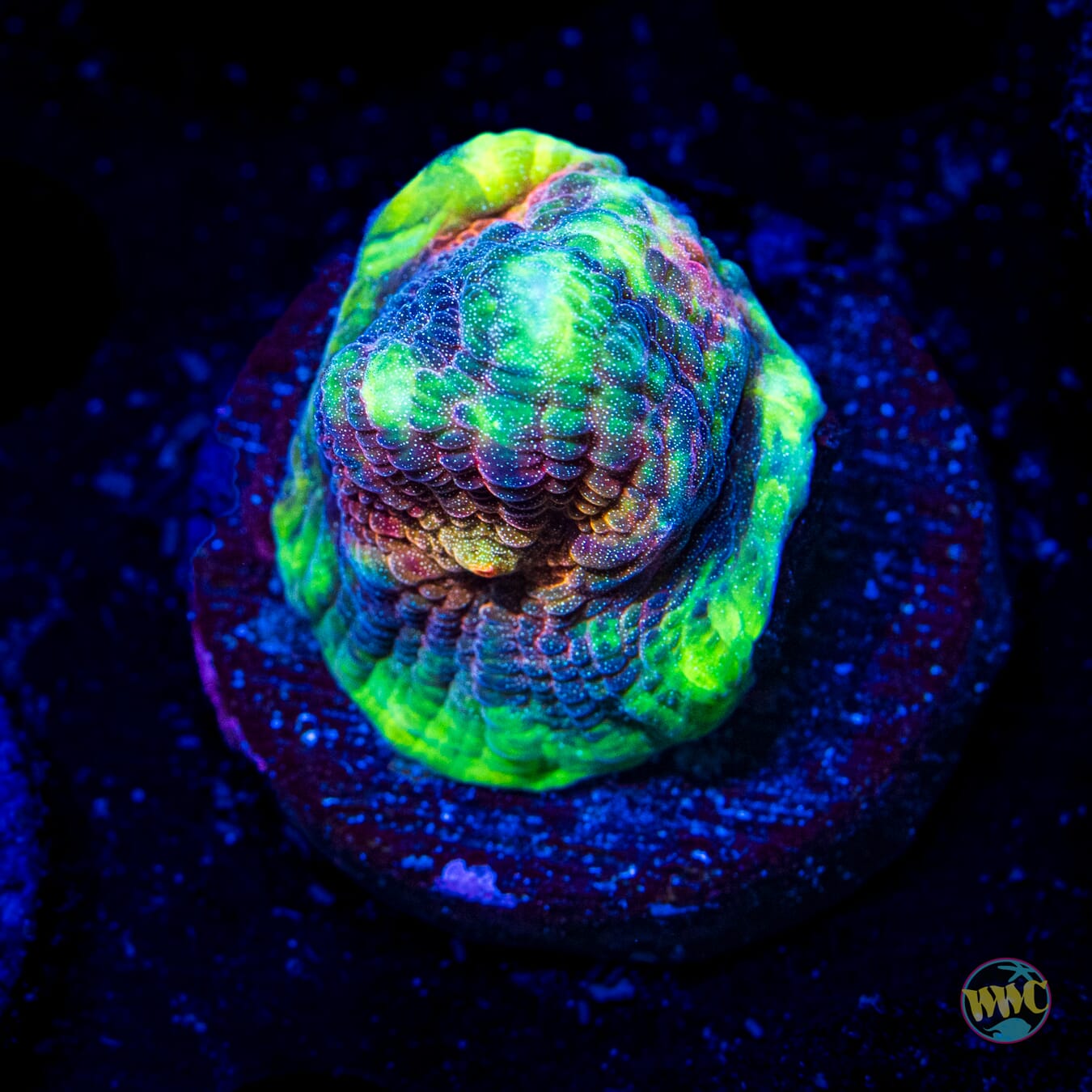 WWC Stardust Mycedium Chalice