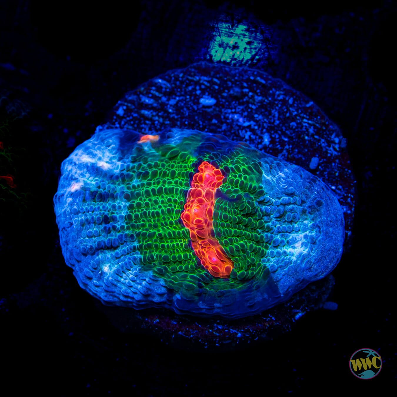 WWC Alien Agent Chalice