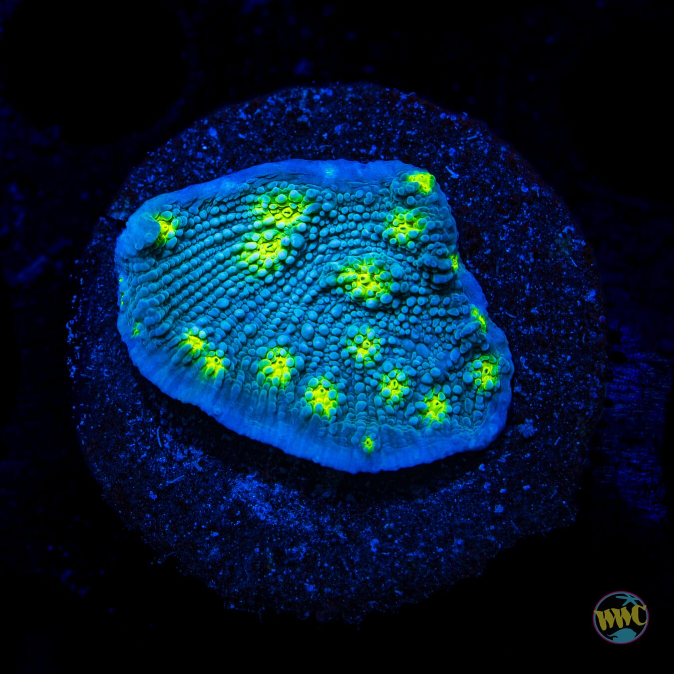 Hollywood Stunner Chalice