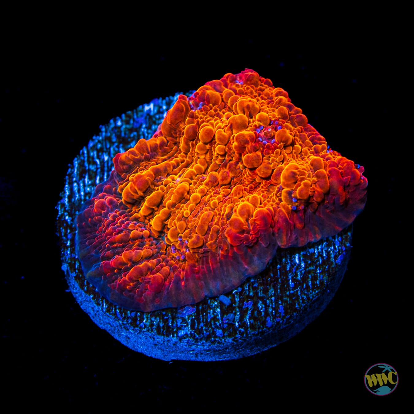 WWC Seared Stellaria Chalice