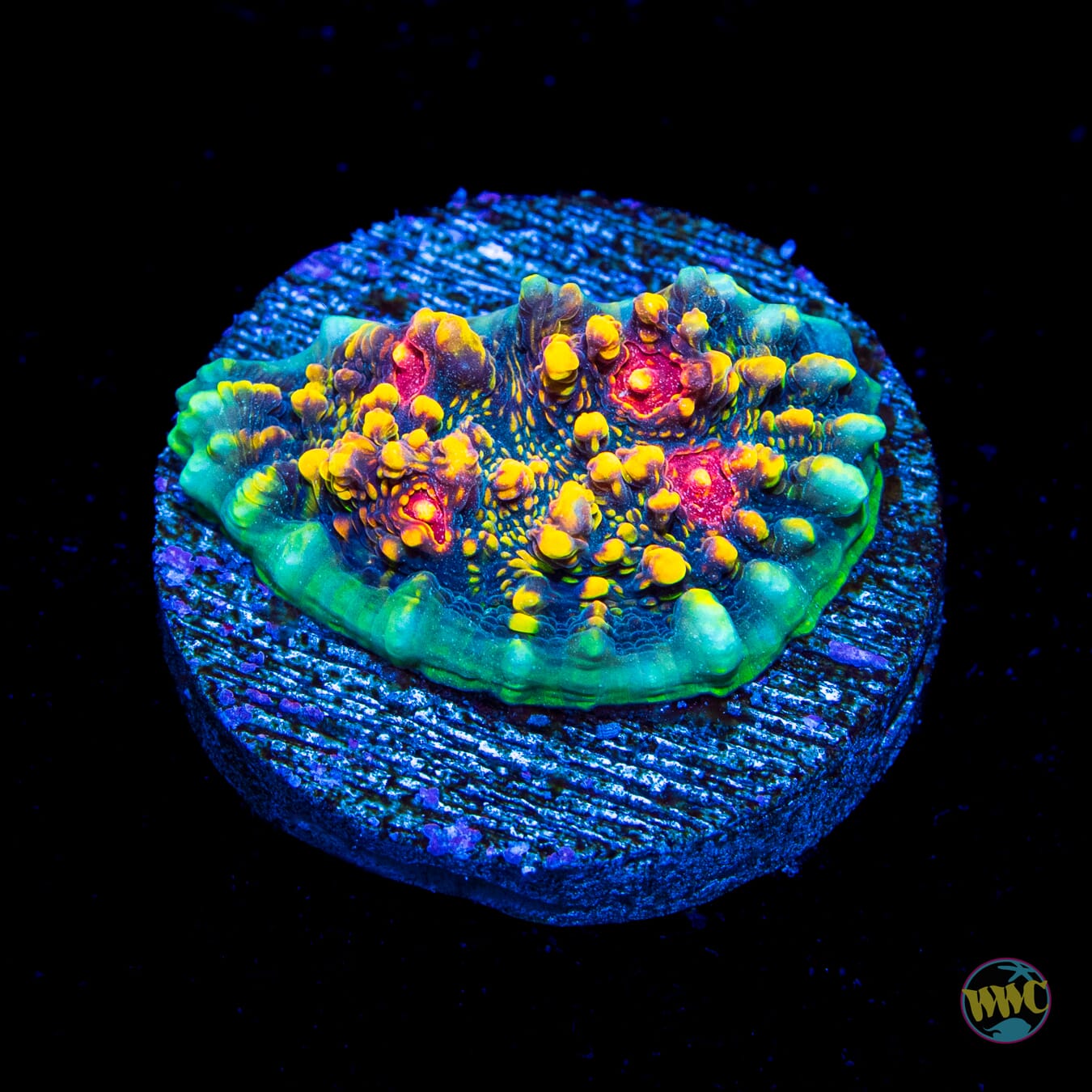 WWC Mountain Dew Chalice