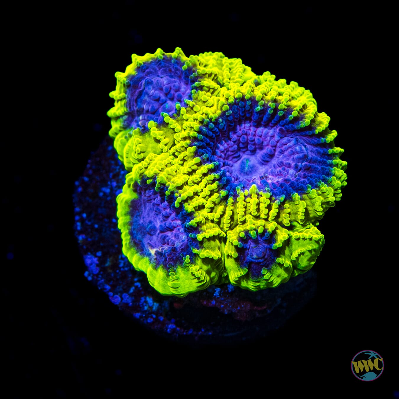 WWC Space Monkey Favia