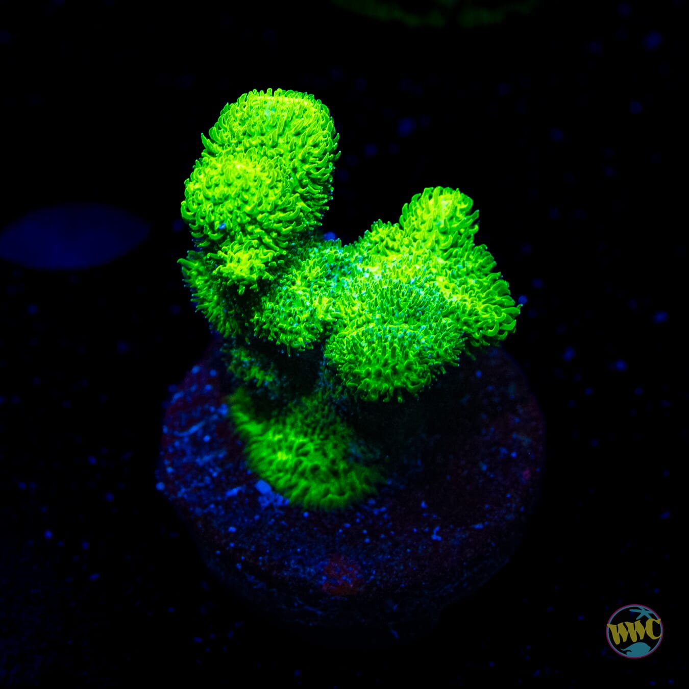 ORA Kelly Green Branching Psammocora