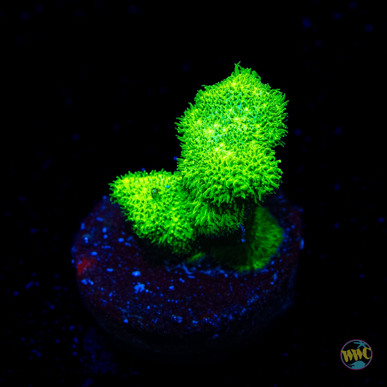 ORA Kelly Green Branching Psammocora