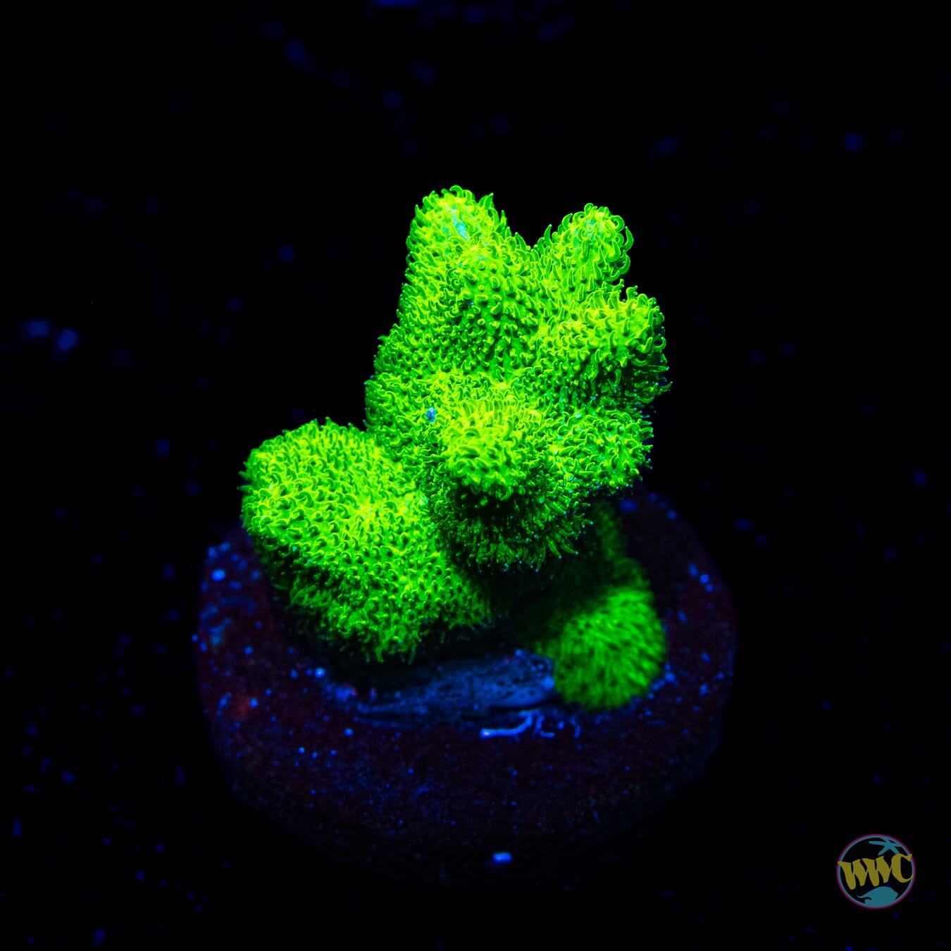 ORA Kelly Green Branching Psammocora