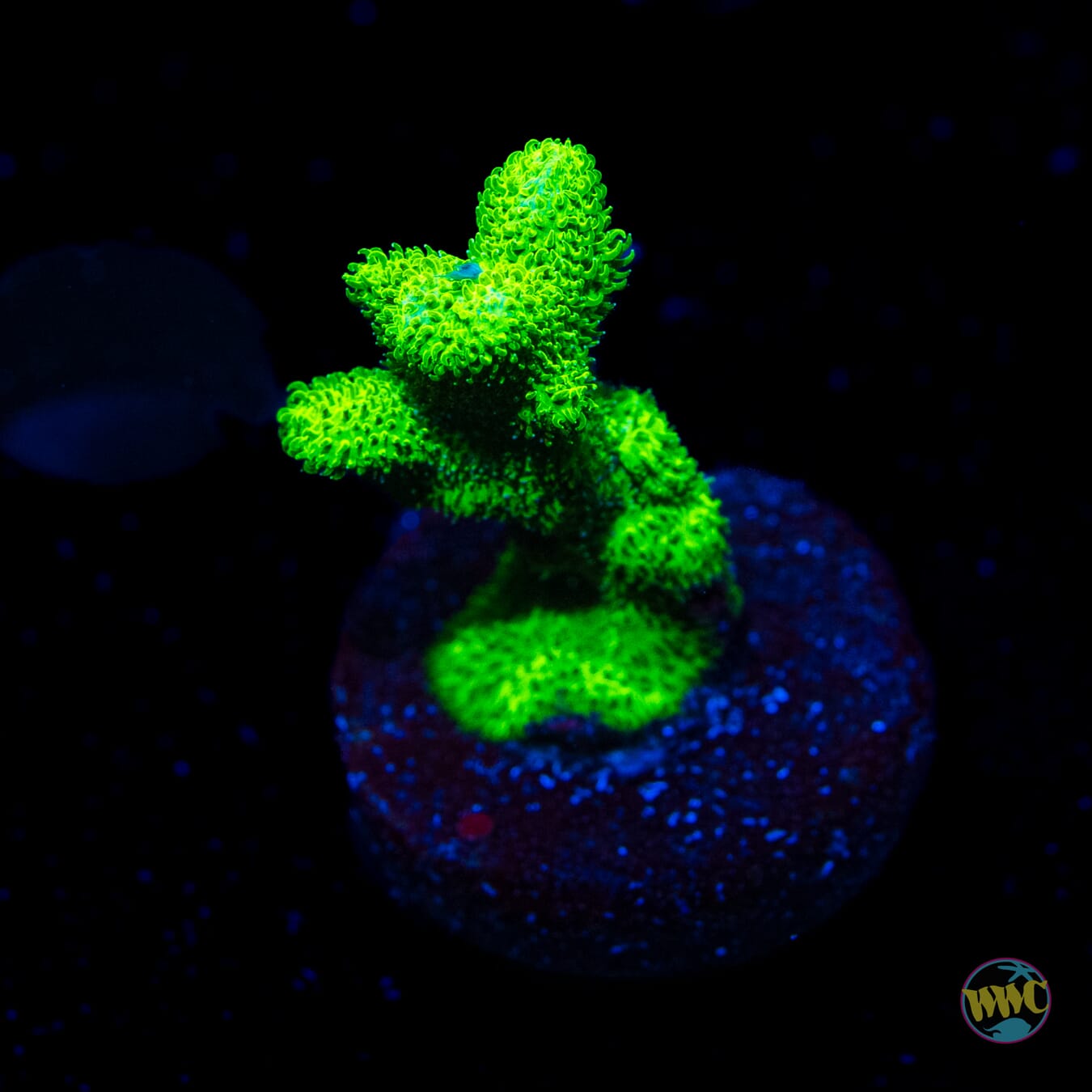 ORA Kelly Green Branching Psammocora