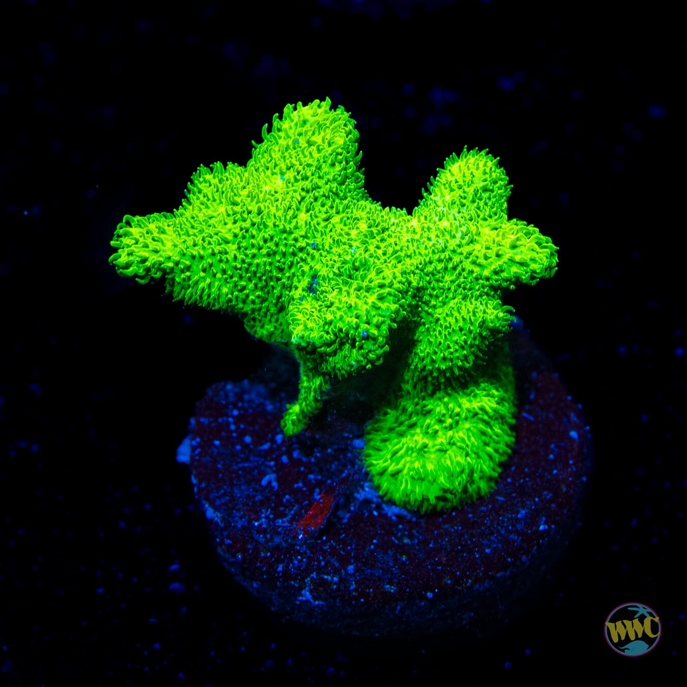 ORA Kelly Green Branching Psammocora