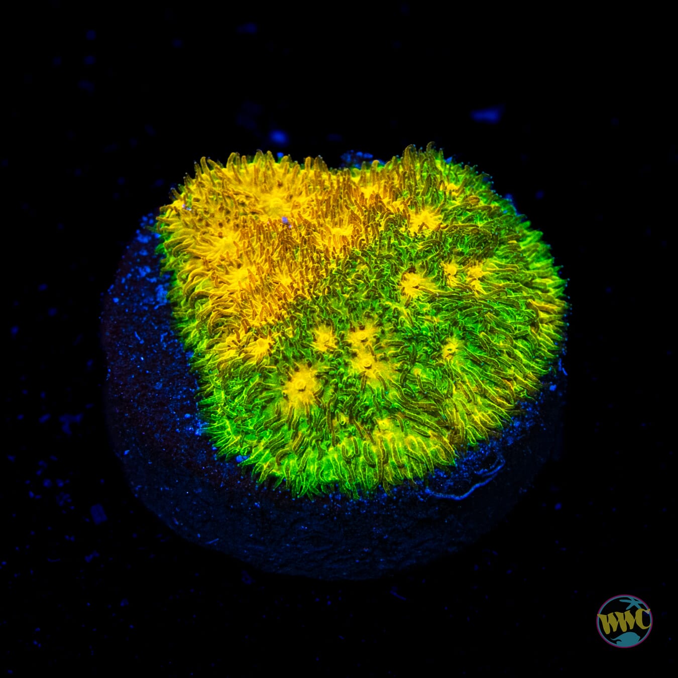 WWC Lemon Lime Psammocora