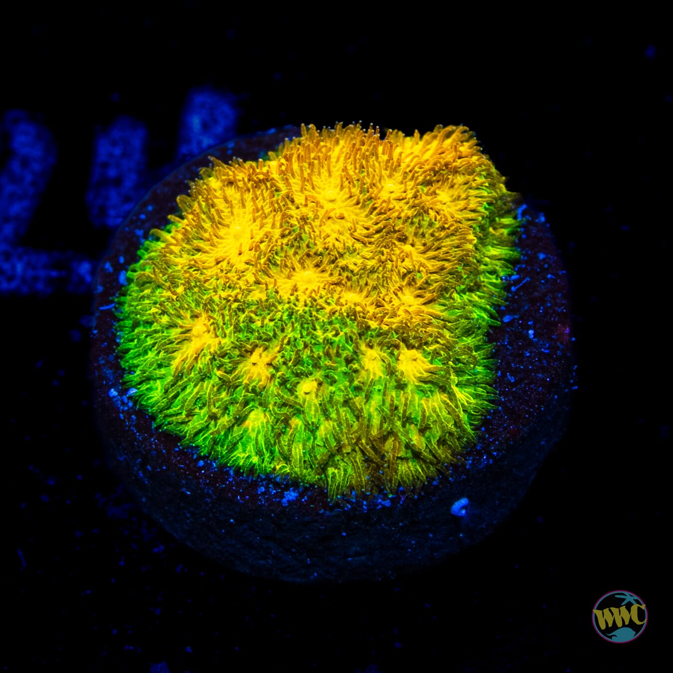 WWC Lemon Lime Psammocora