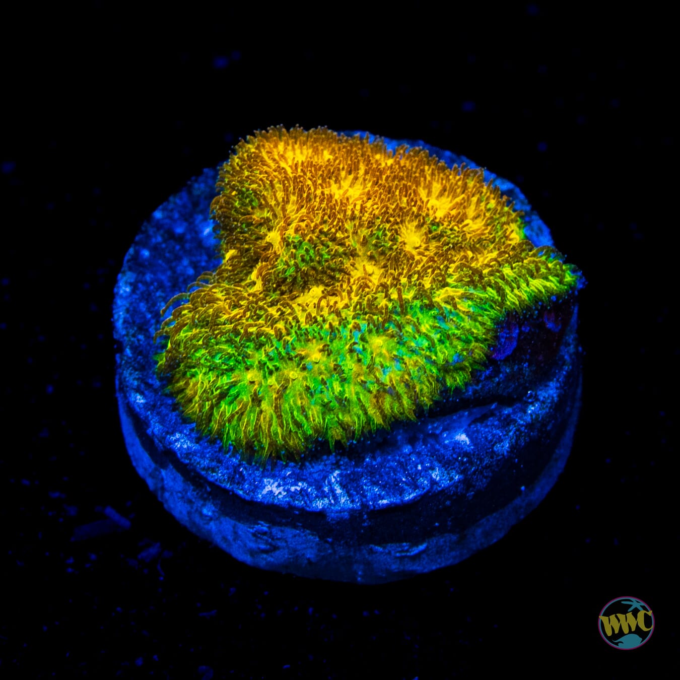 WWC Lemon Lime Psammocora