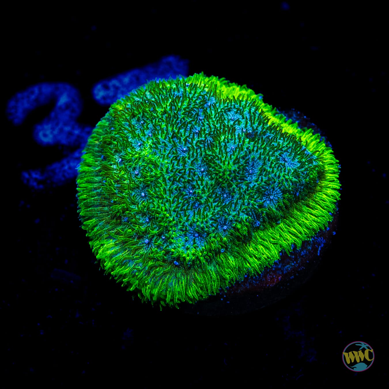 WWC Grasshopper Psammocora