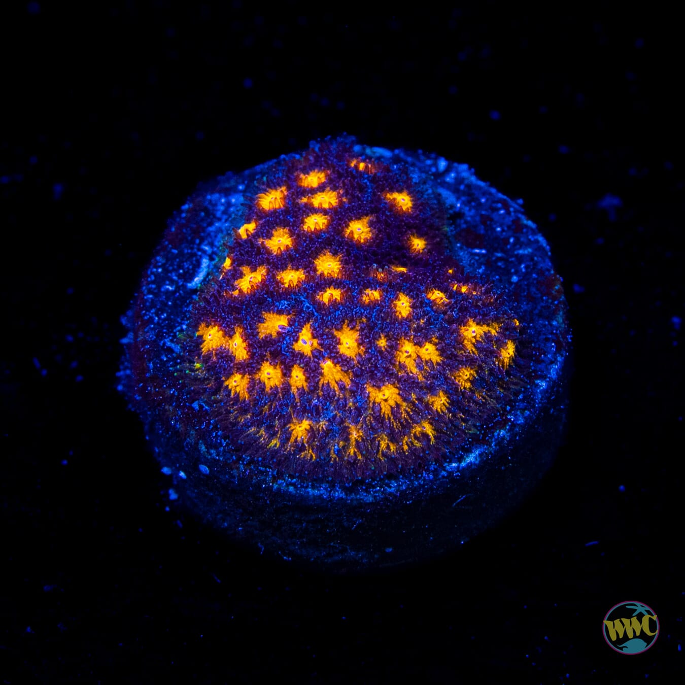 WWC City Lights Psammocora