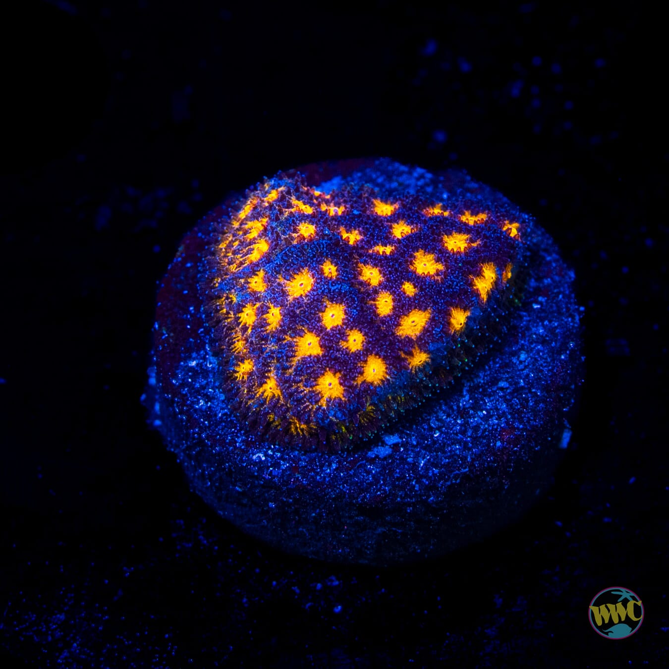 WWC City Lights Psammocora