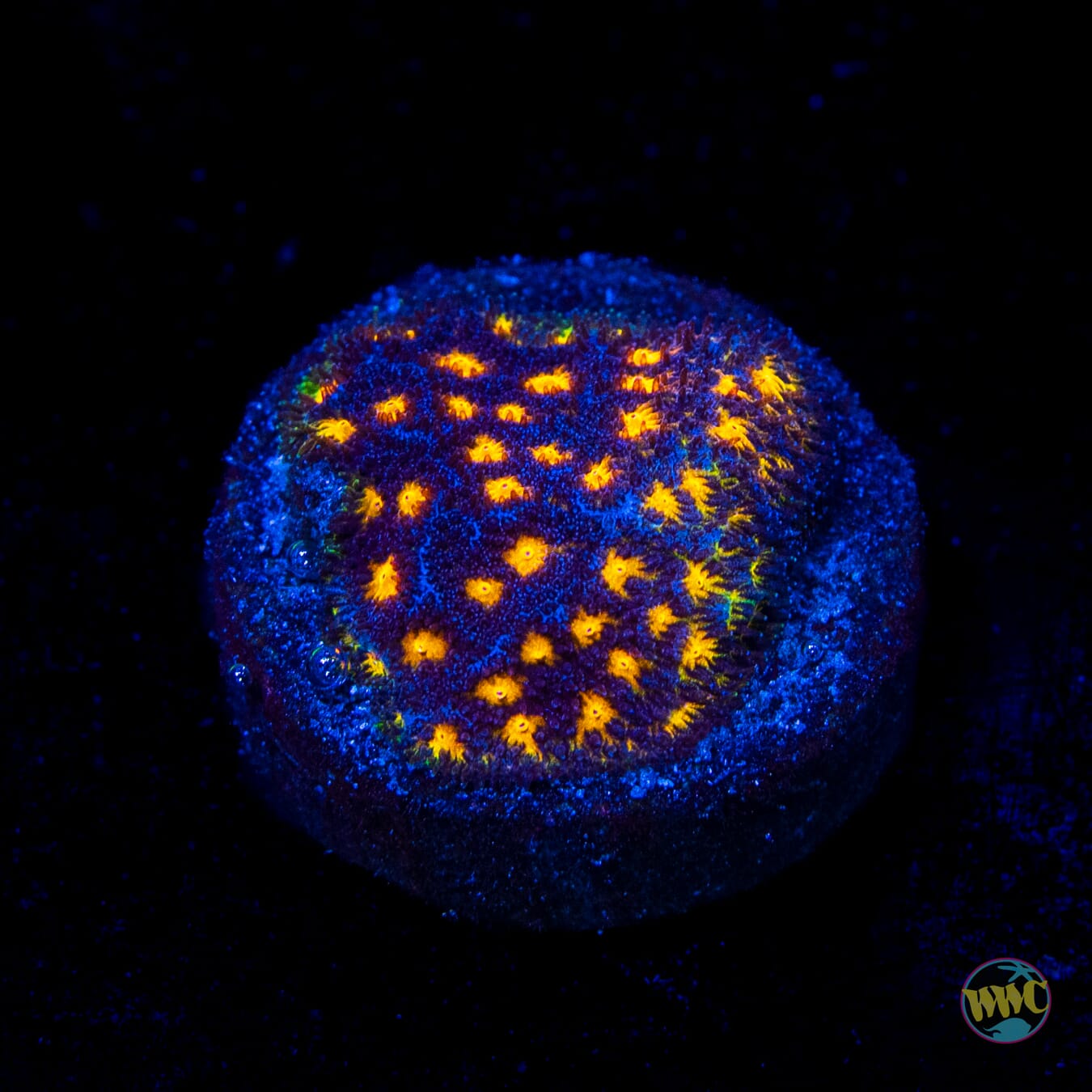 WWC City Lights Psammocora