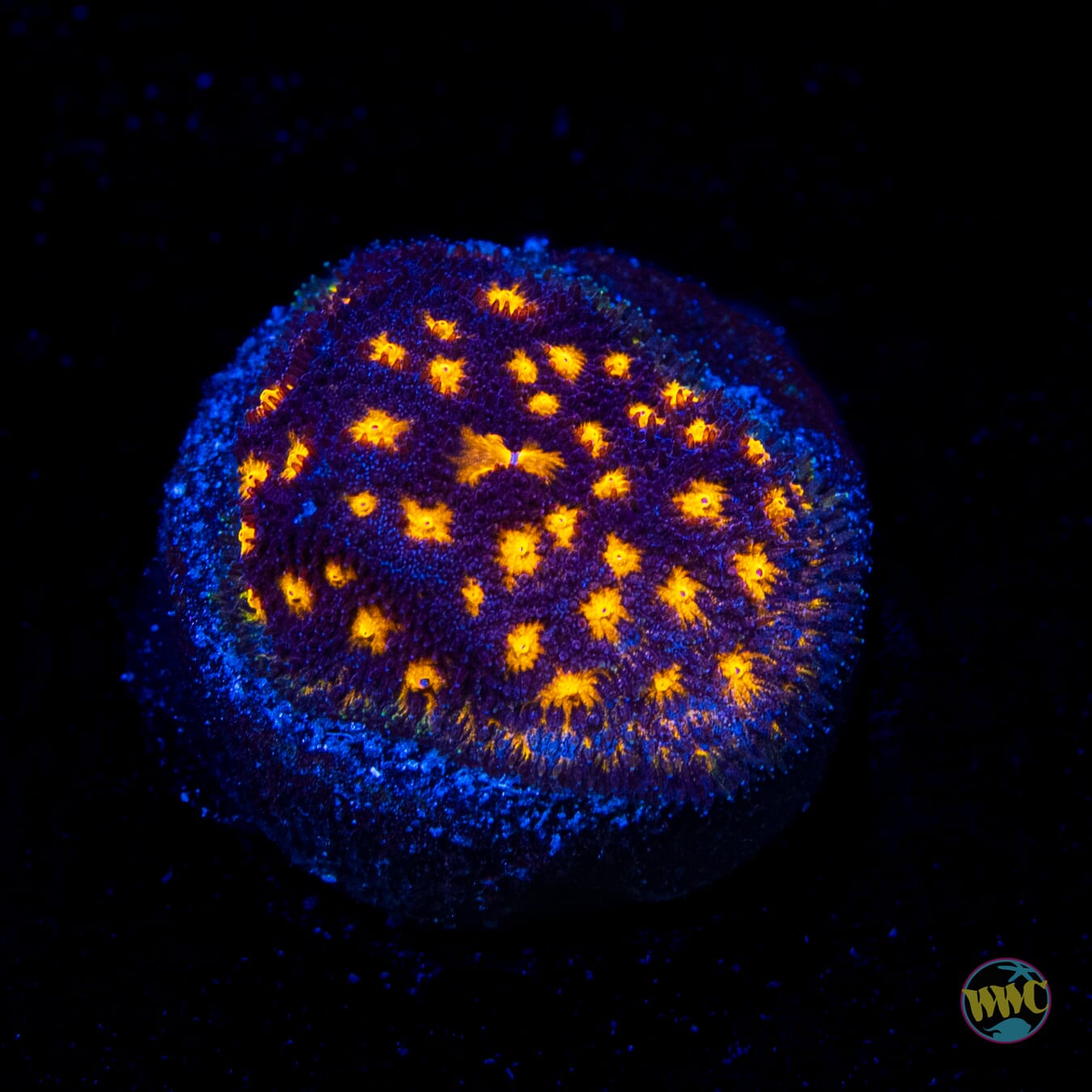 WWC City Lights Psammocora