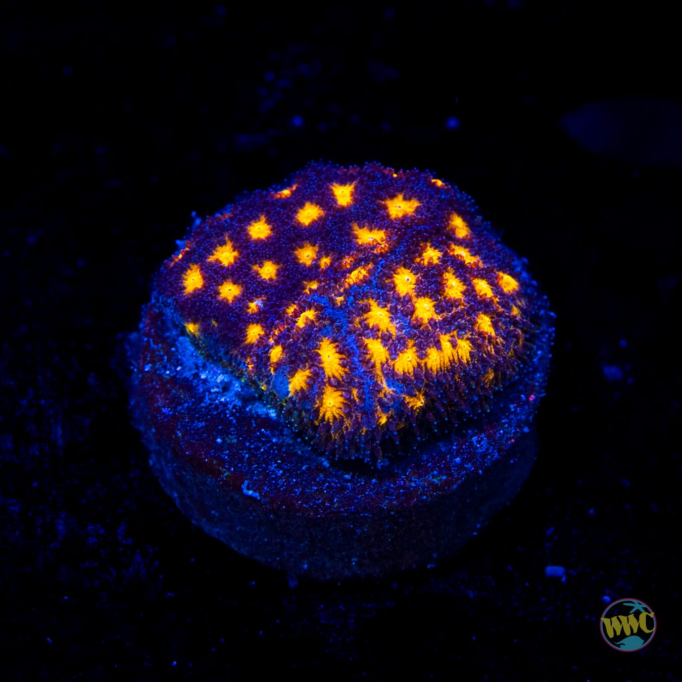 WWC City Lights Psammocora