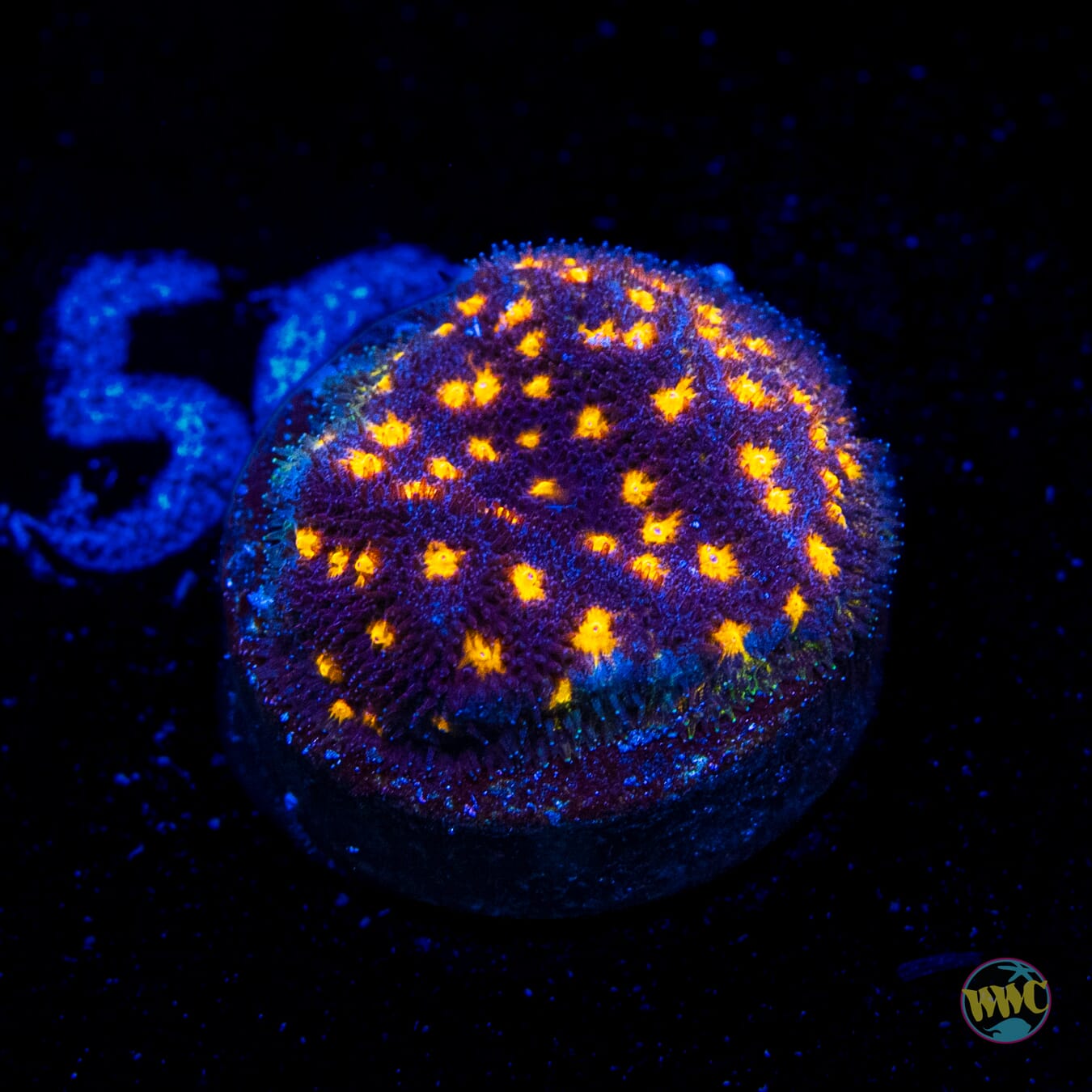 WWC City Lights Psammocora