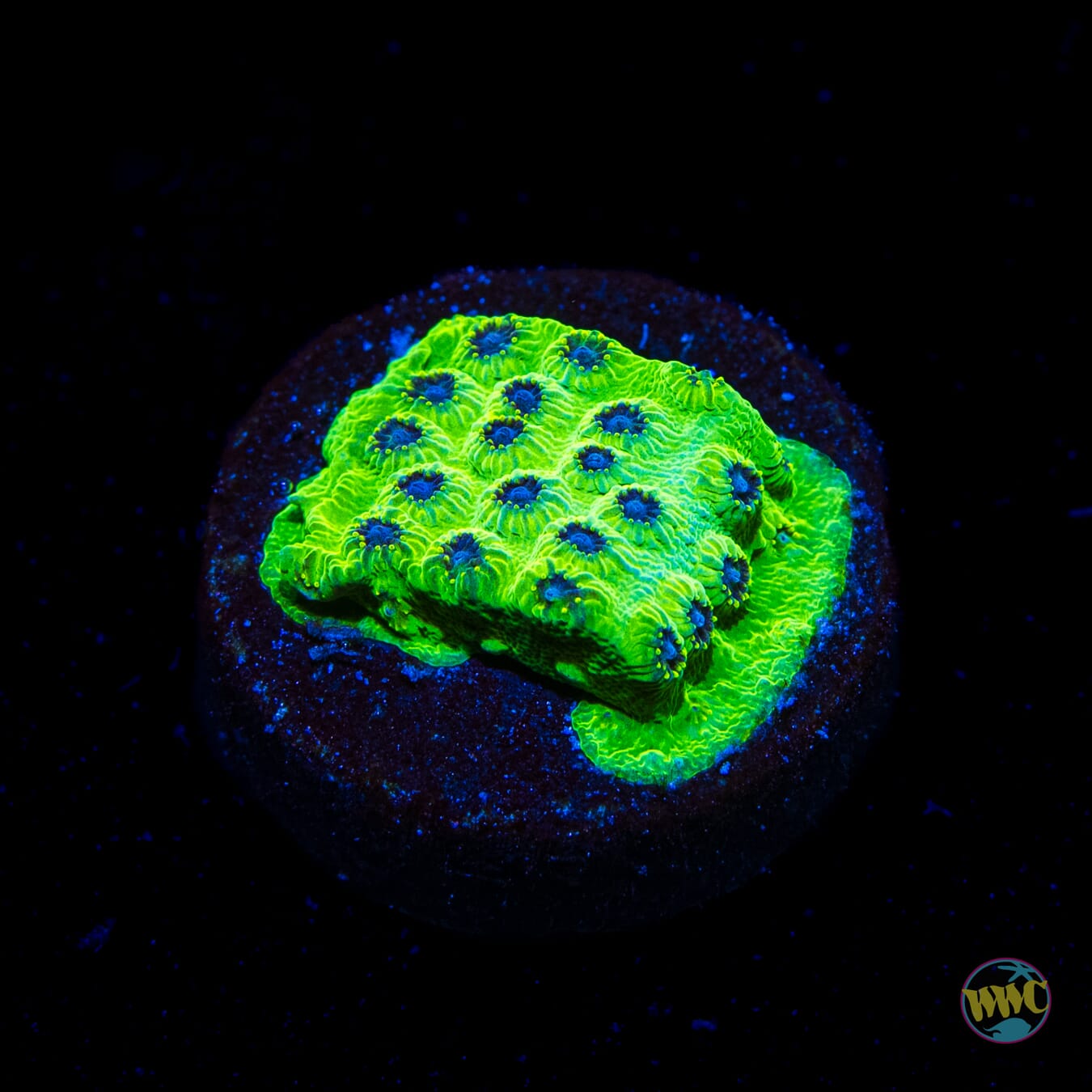 WWC Leapfrog Cyphastrea