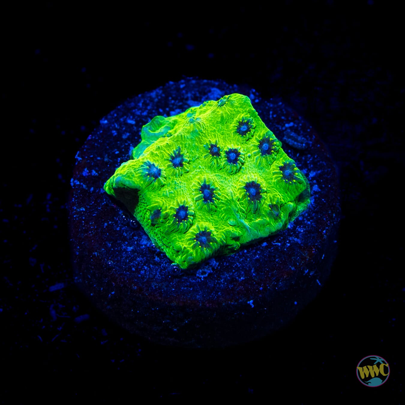 WWC Leapfrog Cyphastrea