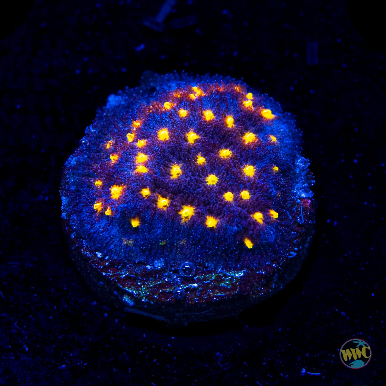 Jason Fox Outerspace Psammocora