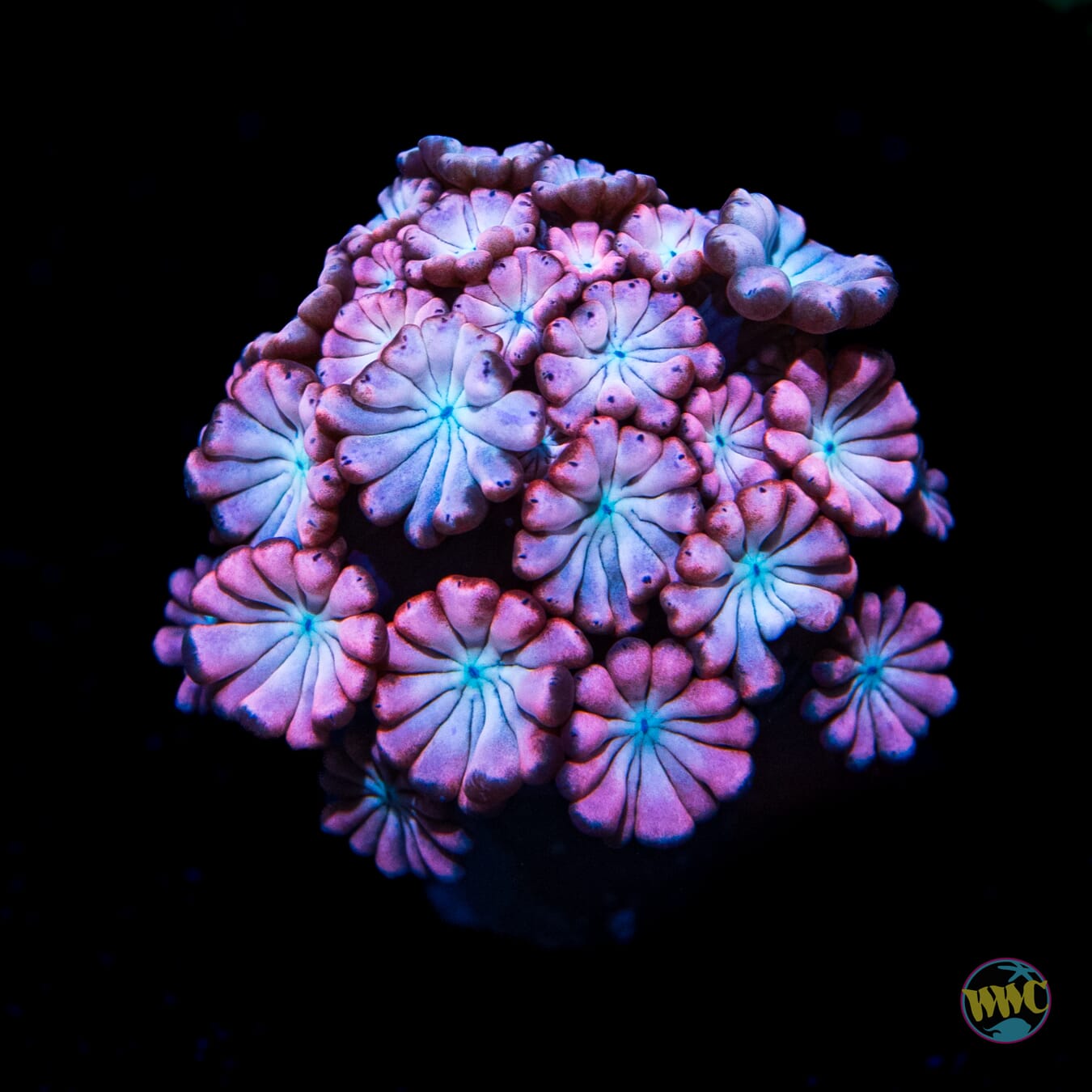 WWC Rose Hologram Alveopora