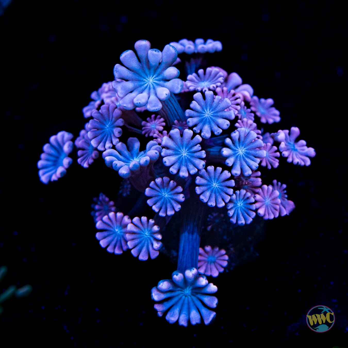 WWC Rose Hologram Alveopora