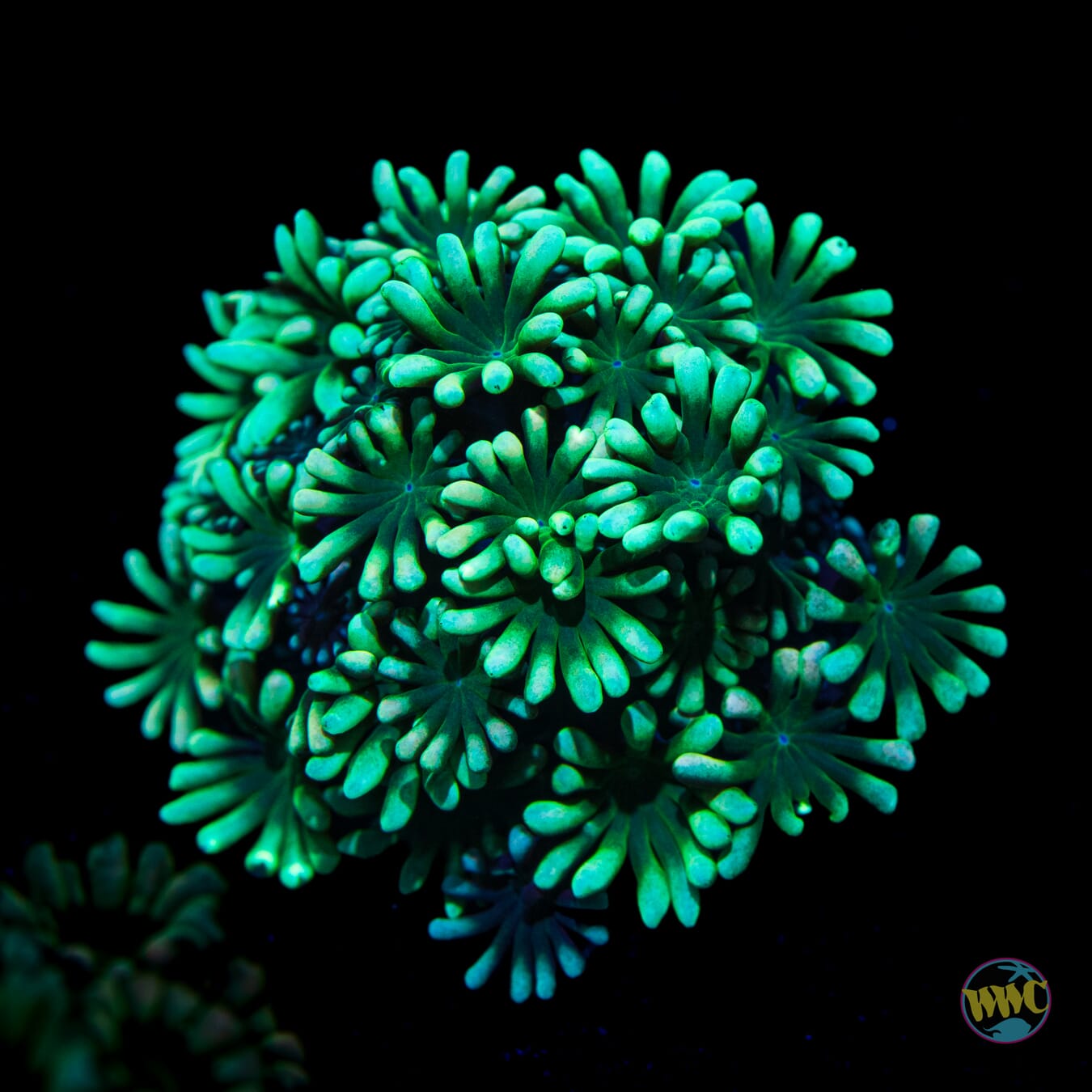 WWC Emerald Hologram Alveopora