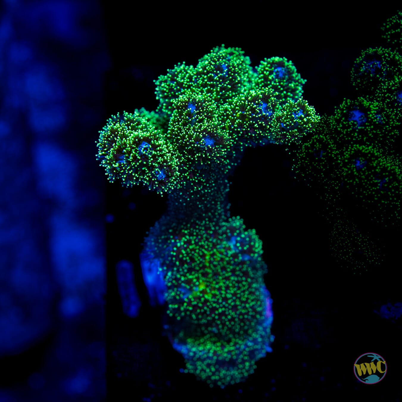 Green Pocillopora