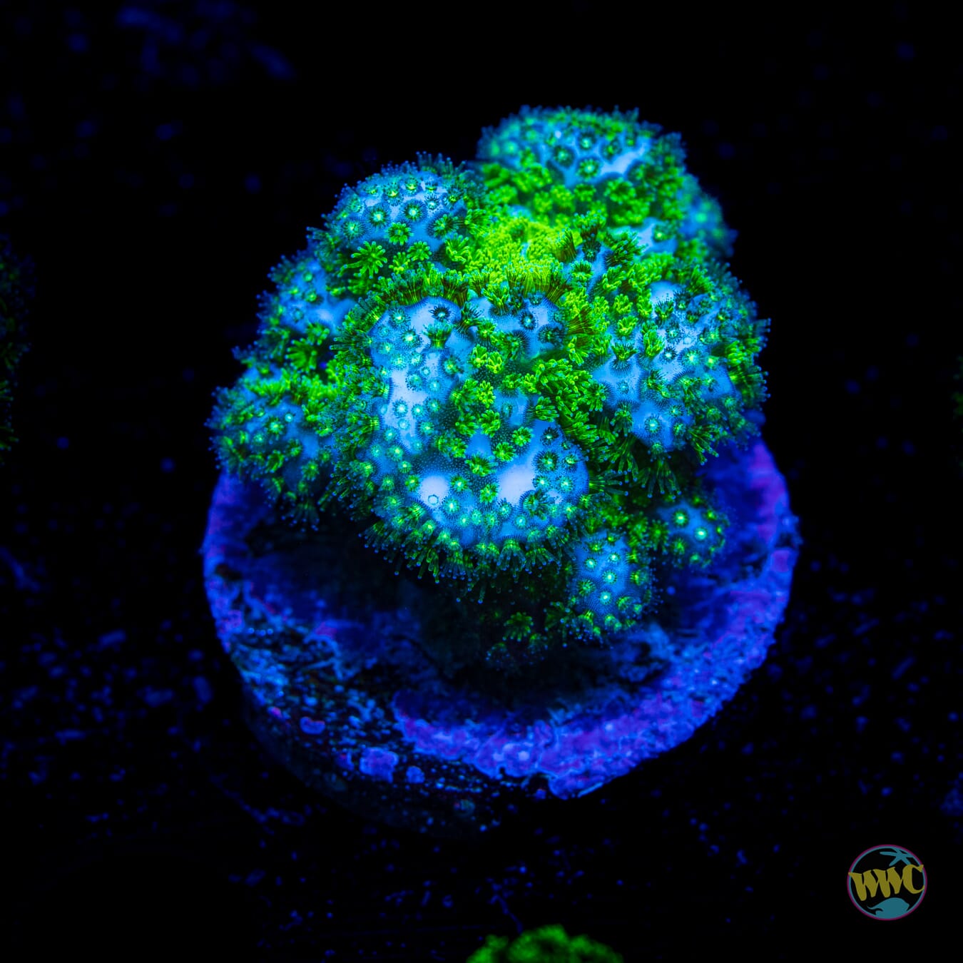 WWC Fallout Pocillopora