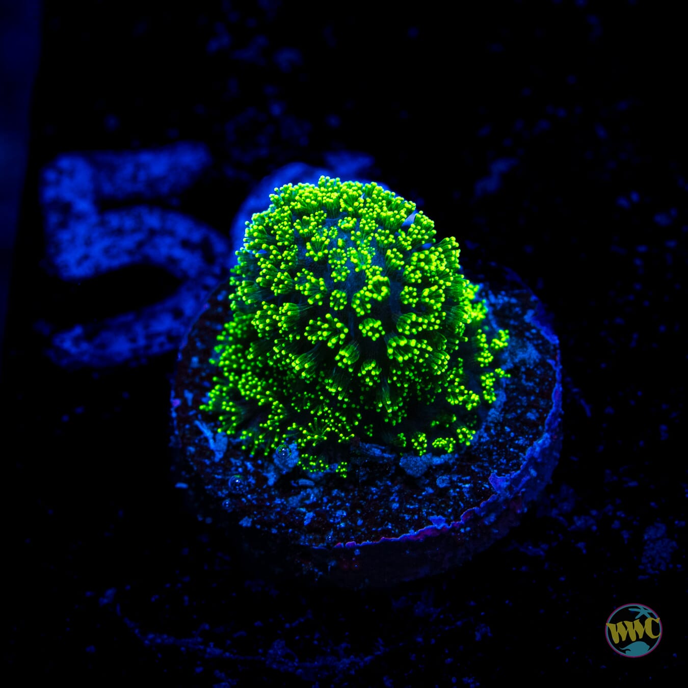 WWC Green Goblin Stylophora