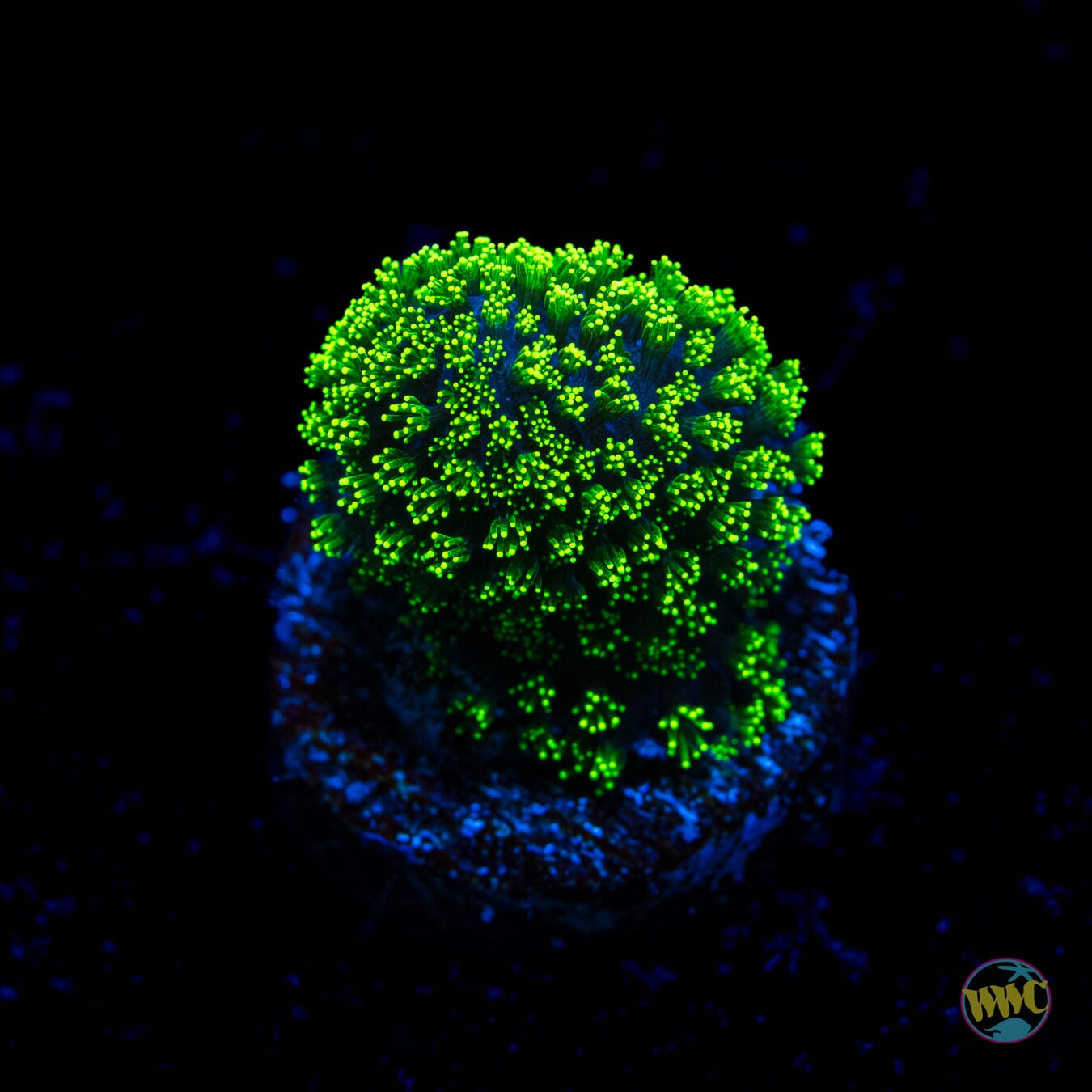 WWC Green Goblin Stylophora