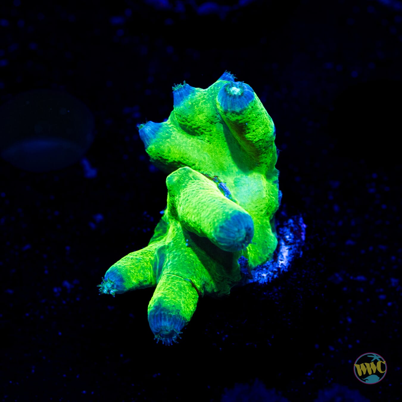 WWC Neon Heron Turbinaria