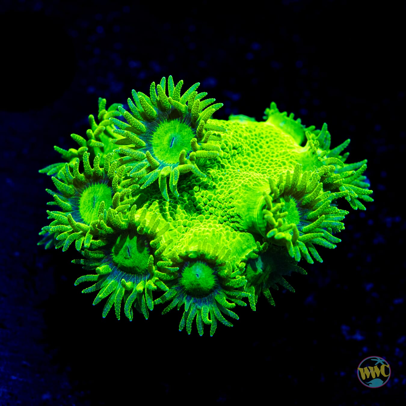 WWC Neon Peltata Turbinaria