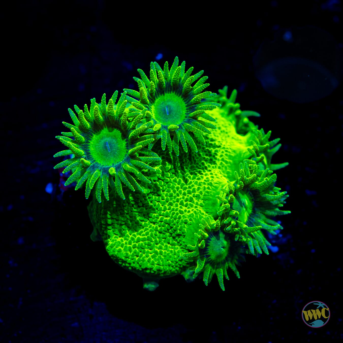 WWC Neon Peltata Turbinaria