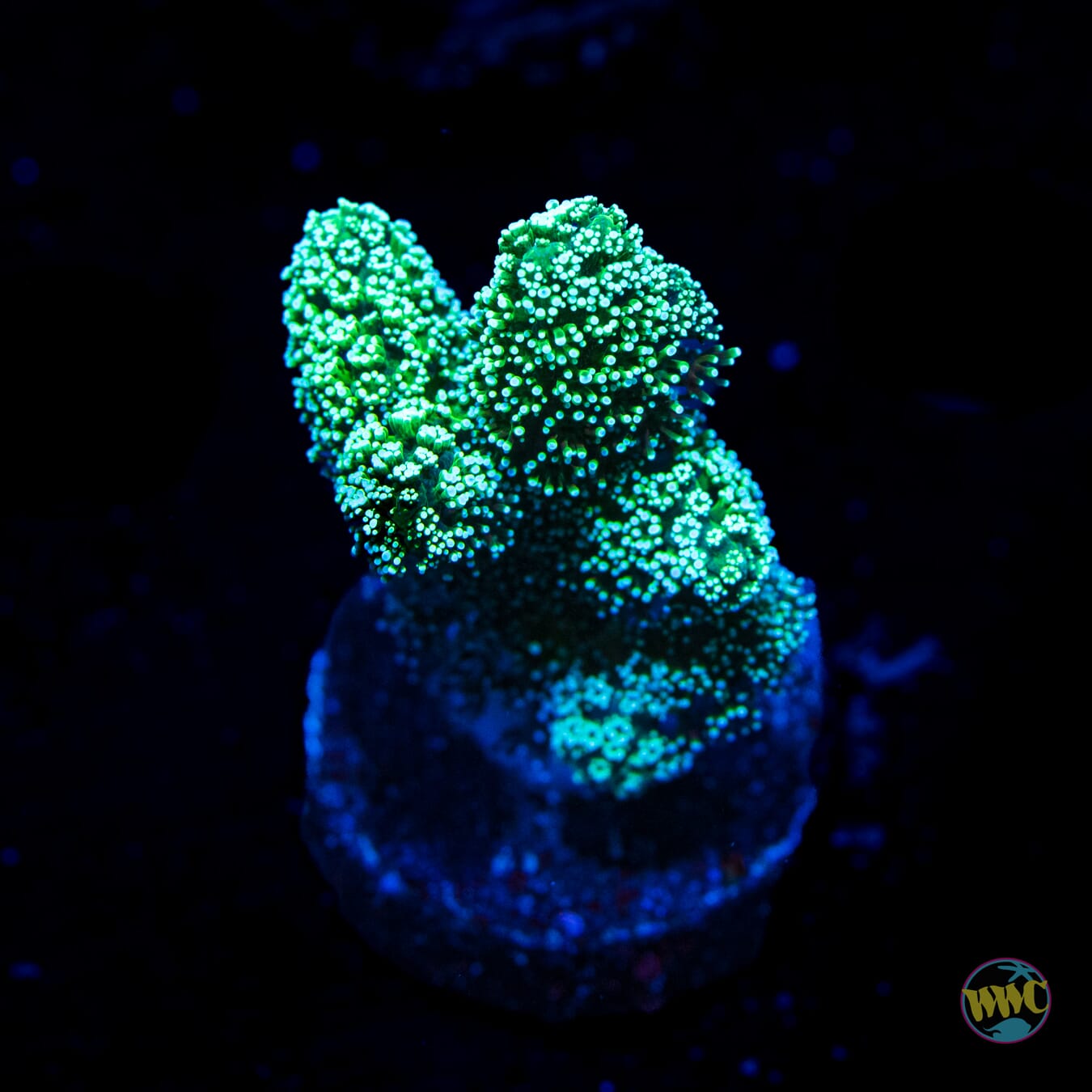 Jason Fox Enchanted Forest Birdsnest