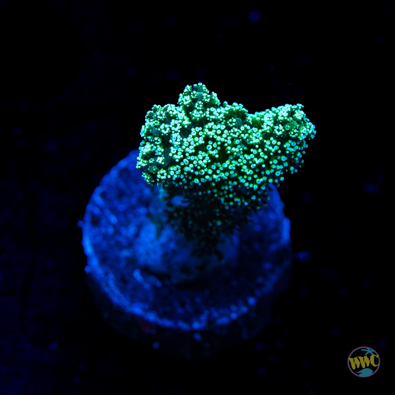 Jason Fox Enchanted Forest Birdsnest