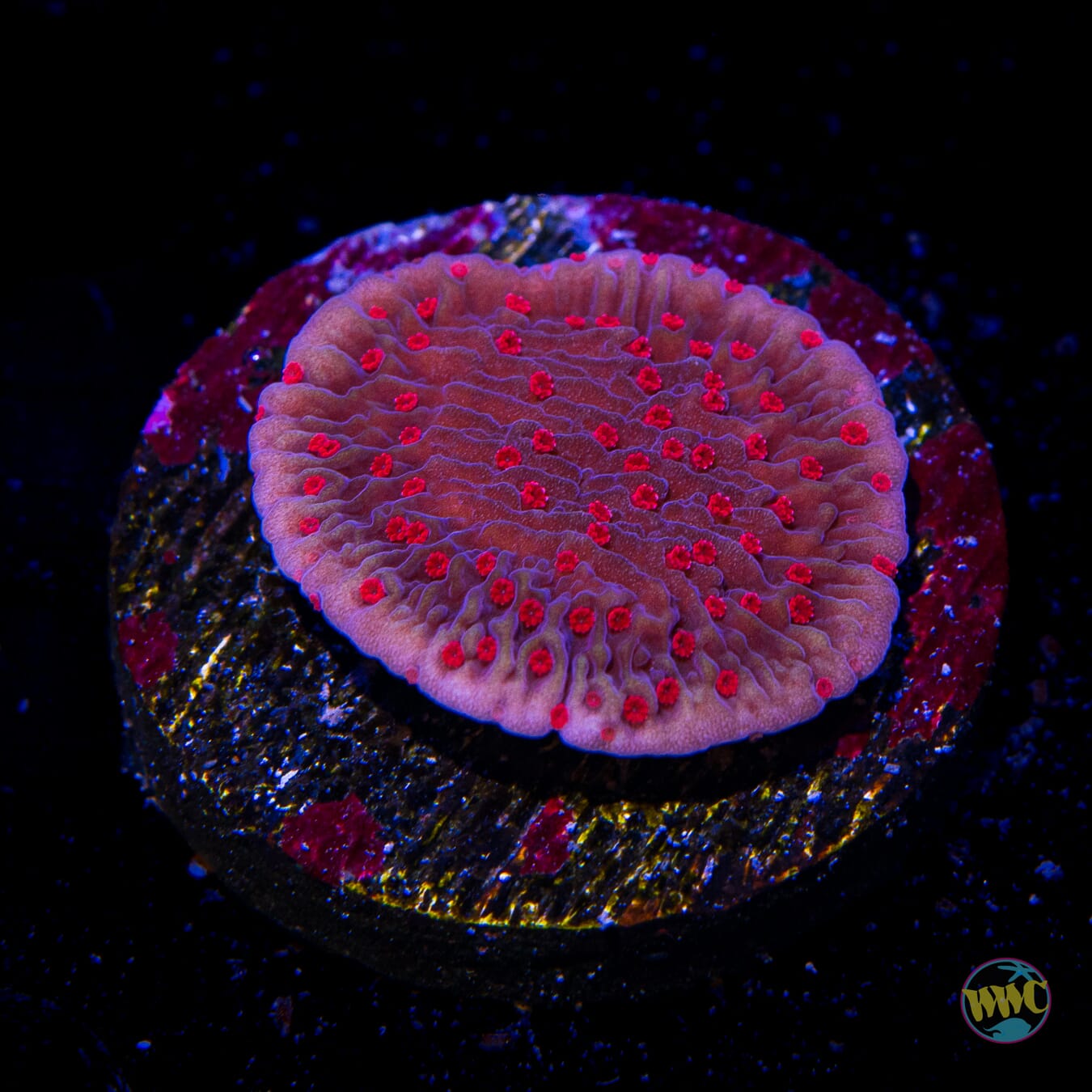 Red Roses Montipora