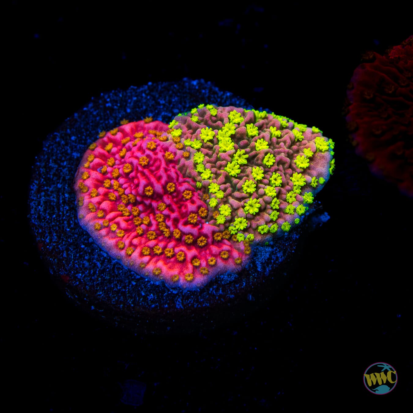 WWC Sunfire Grafted Cap Montipora