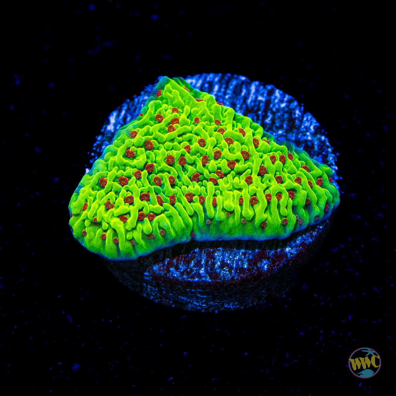 WWC Cousin Eddie's Toxic Montipora